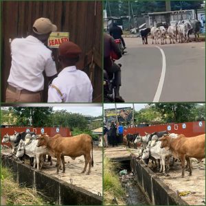 OYRLEA Seals Polluting Facility, Impounds 13 Cows in Ibadan